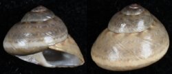 Phorcus mutabilis