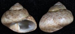 Phorcus mutabilis
