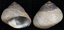 Phorcus mutabilis