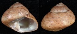 Phorcus mutabilis