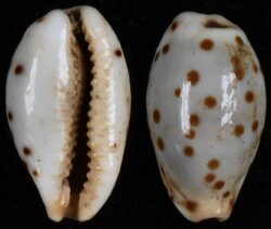 Ransoniella punctata berinii