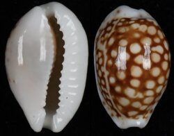 Cribrarula comma toliarensis
