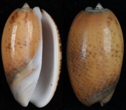Oliva bulbosa fma aurata