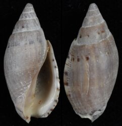 Lyria pauljohnsoni