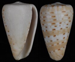 Dendroconus medoci