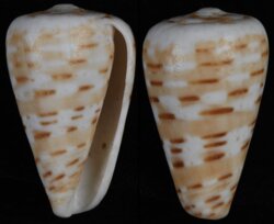 Dendroconus medoci