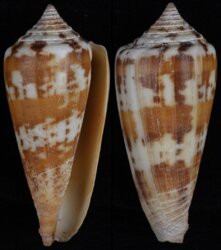 Phasmoconus janus