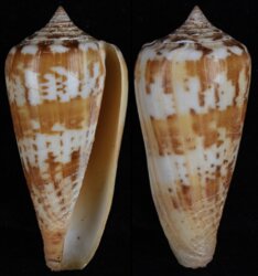 Phasmoconus janus