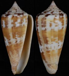 Phasmoconus janus