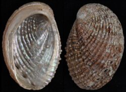 Haliotis squamosa