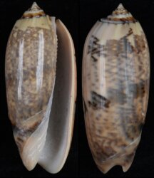 Oliva tremulina