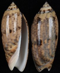 Oliva tremulina