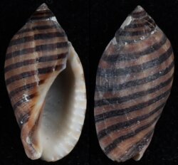 Vexilla vexillum
