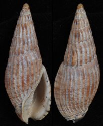 Lyria solangeae