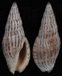 Lyria solangeae