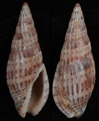 Lyria solangeae