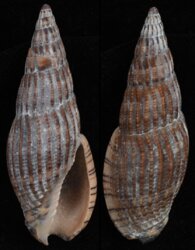 Lyria solangeae