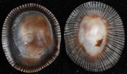 Siphonaria pectinata