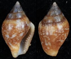 Columbella rustica