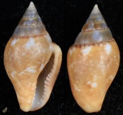 Columbella rustica