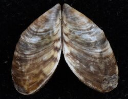 Dreissena polymorpha