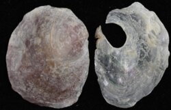 Anomia ephippium