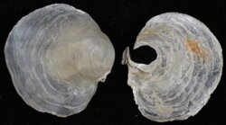 Anomia ephippium
