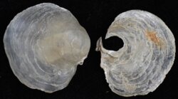 Anomia ephippium