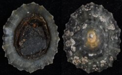 Patella vulgata