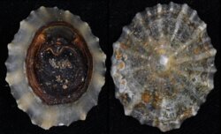 Patella vulgata