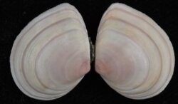 Macoma balthica