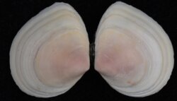 Macoma balthica