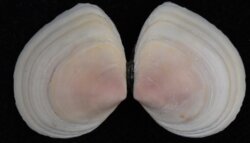 Macoma balthica