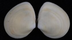 Macoma balthica
