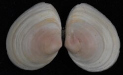 Macoma balthica