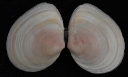 Macoma balthica