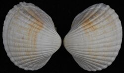 Cerasteroderma glaucum