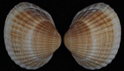 Cerasteroderma glaucum