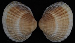 Cerasteroderma glaucum