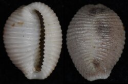 Trivia monacha
