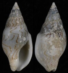 Mitrella blanda