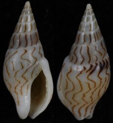 Mitrella blanda
