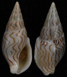 Mitrella blanda