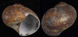 Natica vitellus