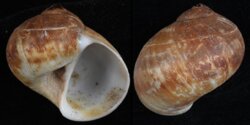 Natica vitellus