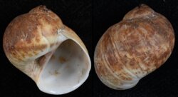 Natica vitellus