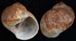 Natica vitellus