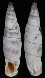 Albinaria coerulea