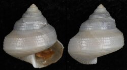 Calliostoma nordenskjoldi