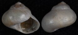 Margarella violacea
